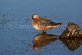 Phalarope  bec large