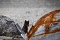 Arctic fox