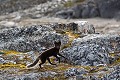 Arctic fox