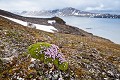 Moss Campion in Spitzbergen