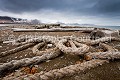 Wood & Marine Ropes washed on shore