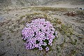 Moss Campion in Spitzbergen