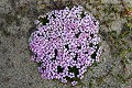 Moss Campion in Spitzbergen