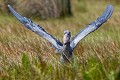 Shoebill