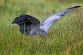 Shoebill