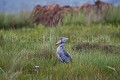 Shoebill