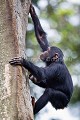 Jeune Chimpanz