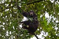 Chimpanzee, Mother and her infant