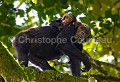 Chimpanzee, Mother and her infant