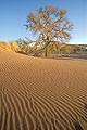 Rides dans les dunes de Sossusvlei