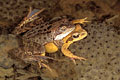 Grass Frog couple, reproduction