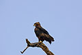 Waldberg Eagle