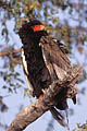 Bateleur Eagle