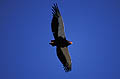 Bateleur flying