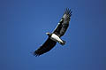 Martial Eagle