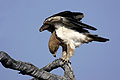 Towny Eagle juvenile