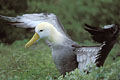 Waved Albatross , shaking its wings after a rain shower