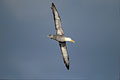 Albatros des Galapagos, glisse dans le vent du large