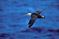 Albatros des Galapagos : survole les vagues