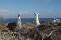 Couple d'Albatros des Galapagos