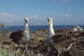 Waved Albatross