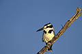 Pied Kingfisher