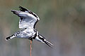 Pied Kingfisher, on Khwa River