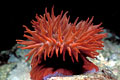 Red Sea Anemone