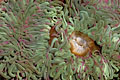 Anémones vertes à la surface d'une cuvette. Marée basse