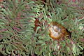 Sea anemone. Tide pool. Low tide