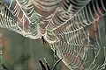 Spider's Web in the meadow, early in the morning