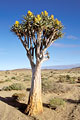 Arbre  carquois (Aloa dichotoma)