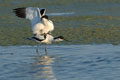 Common Stilt mating