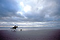 Cavalier en baie d'Audierne