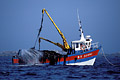 Seaweeds Harvesting by Boat