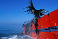 Devil's apron seaweeds harvesting