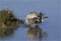 Dunlin in Winter. Self-Cleaning