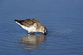 Dunlin.