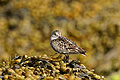 Dunlin on the shore. Law tide.