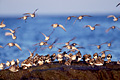 Dunlins, landing on rock