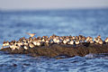 Shorebirds on top of rocks during hight tide