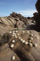 Patelles sur rochers  mare basse / Bniguet