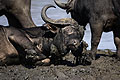 African Buffalo, Mud Bathing