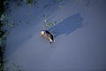 African Buffalo and its Shade in the Okavango Delta