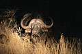 African Buffalo in the night