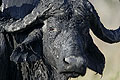 African Buffalo, close-up