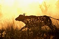 African Buffalo running in dust at sunset