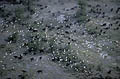 Herd of Buffalos & Cattle Egrets flock above