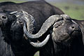 African Buffalos. Bulls Fighting