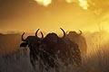 African Buffaloes in dust at sunset